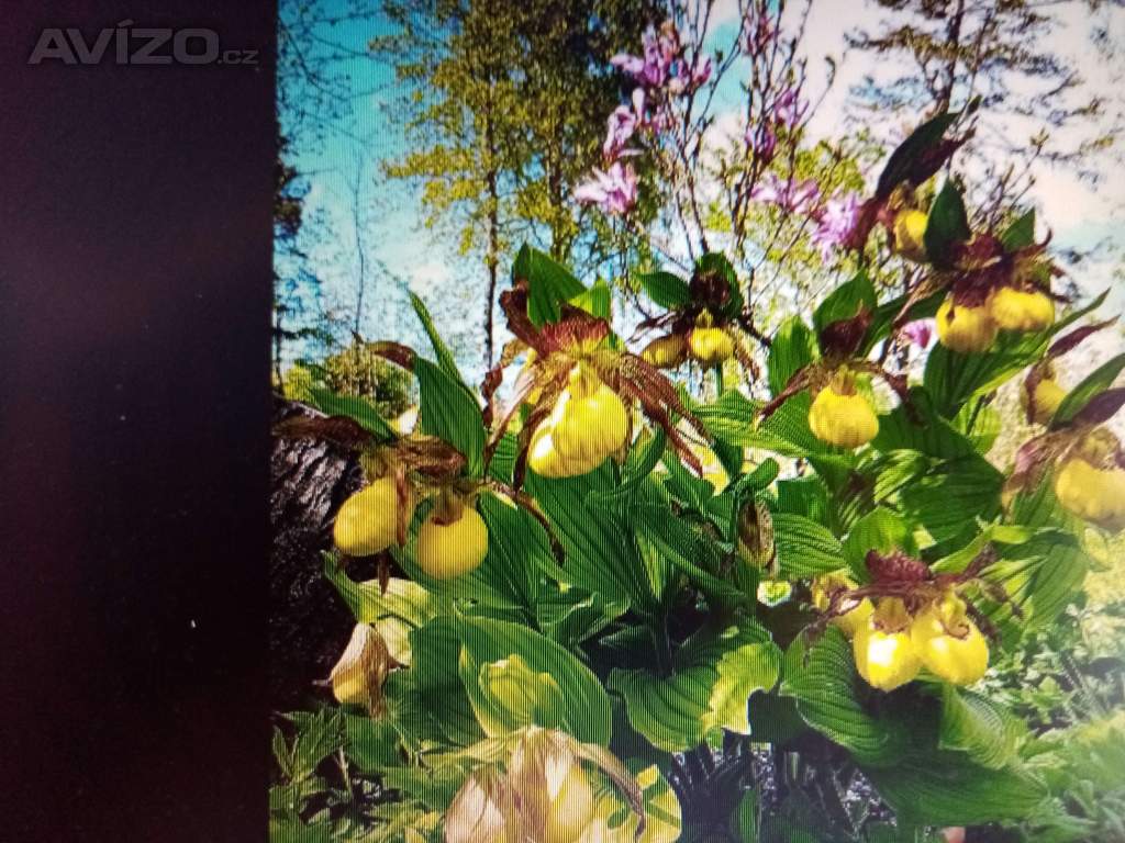 Skalničky,trvalky a orchideje.