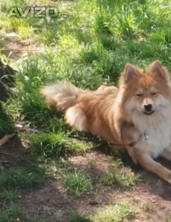 Pomerian 