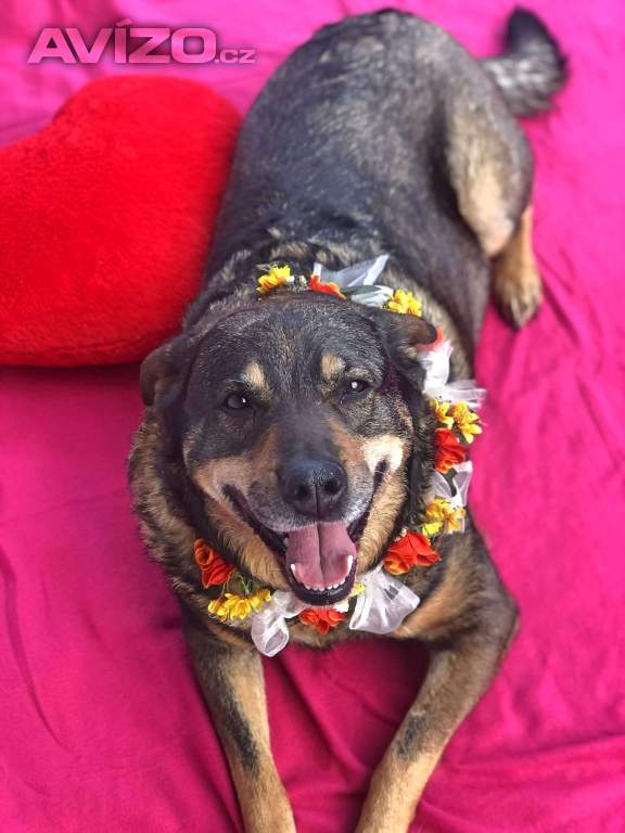 ROXY - 38 kg, kastrovaná fenečka 9 let 