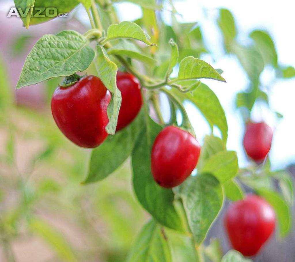 Sazenice chilli Mini Rocoto Red