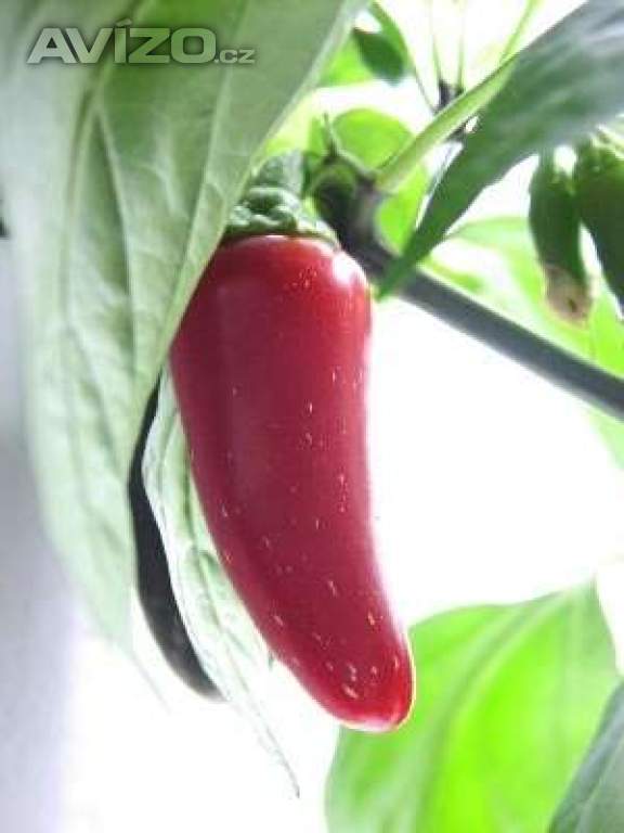 Sazenice chilli Jalapeňo