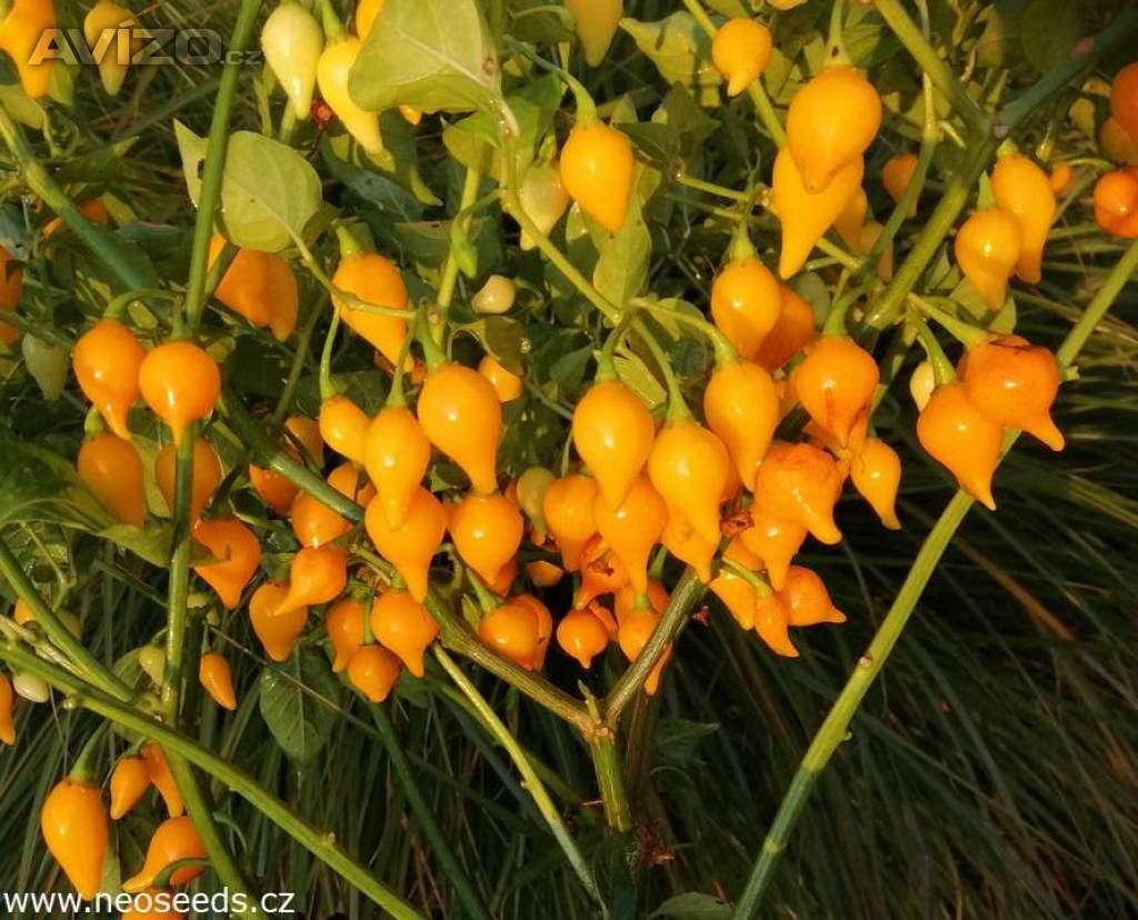 sazenice Chilli Biquinho yellow
