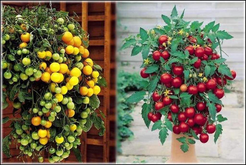 Sazenice rajče Tumbling Tom Red + Yellow
