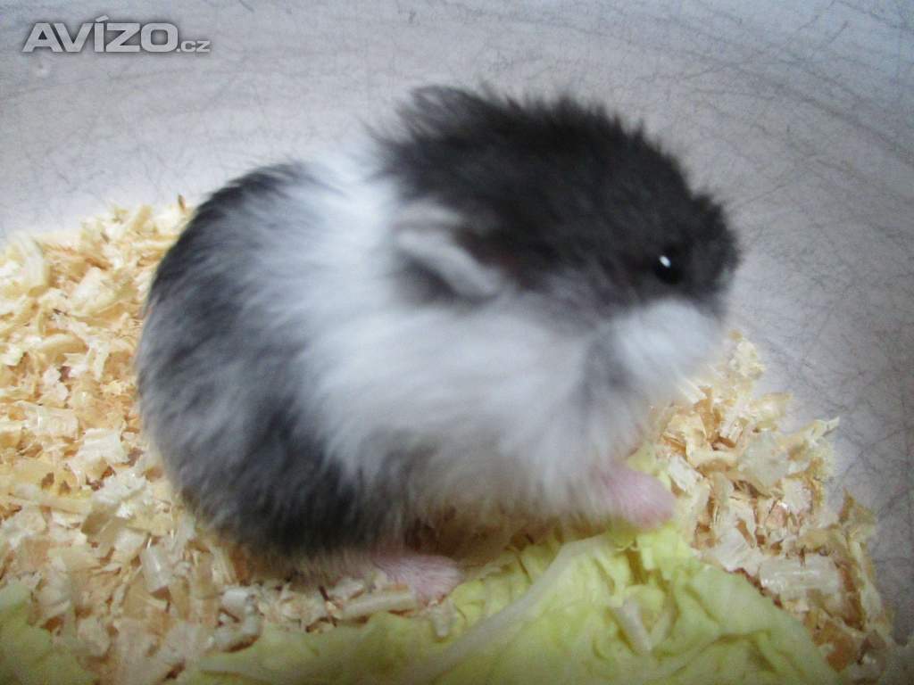 Vymazlený křečík džungarský
