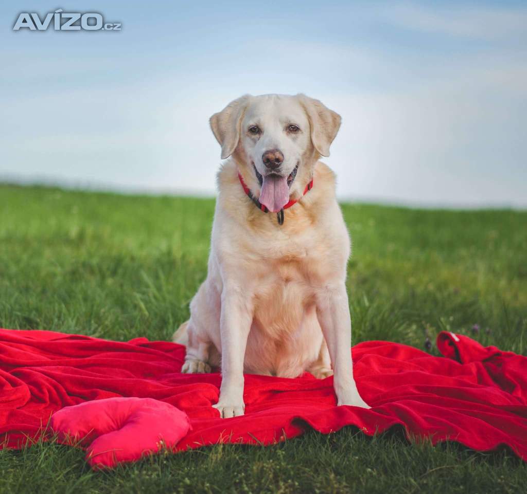 ZIGGY - Labrador 45 kg, 12 let 