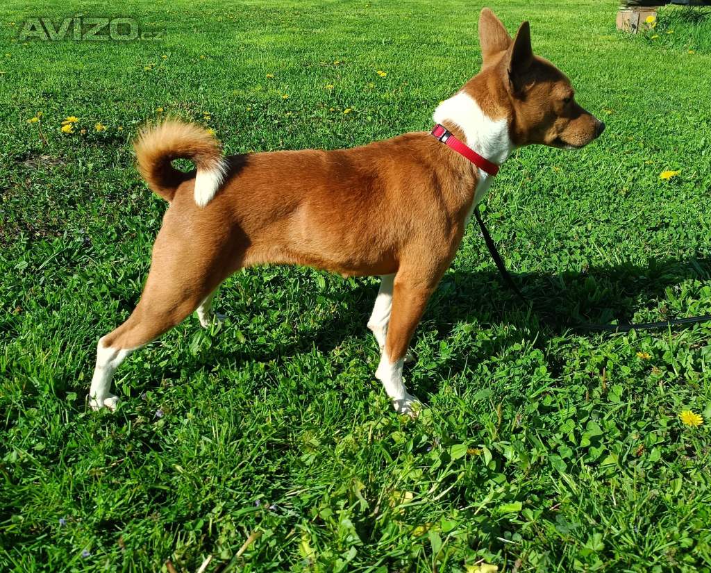 Basenji - prodám fenku 