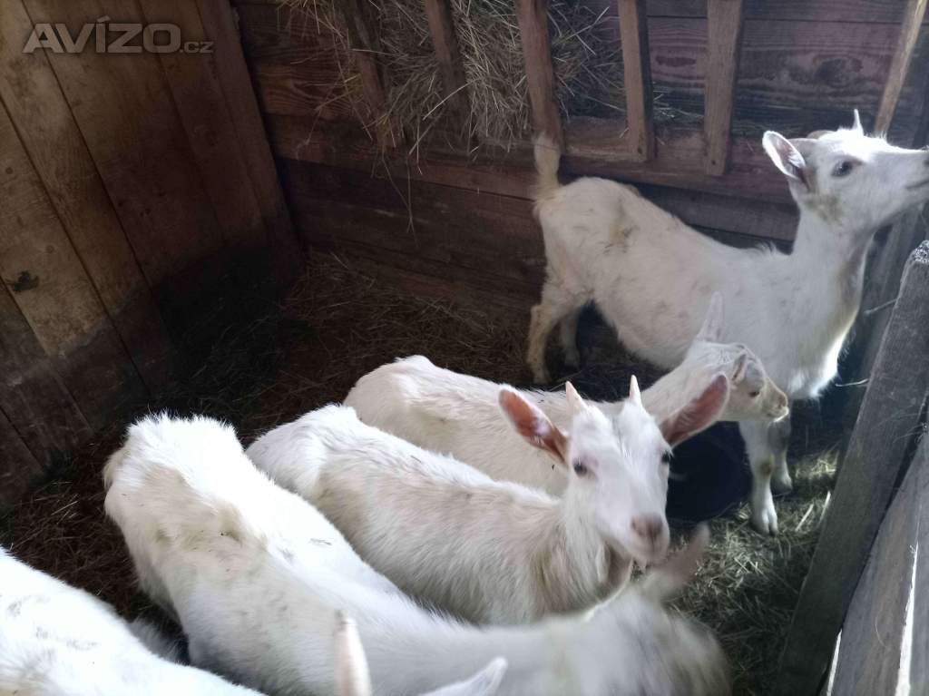 Kůzlata