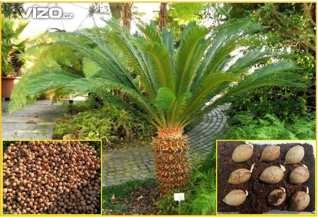 sazenice Cycas revoluta - cykas japonský