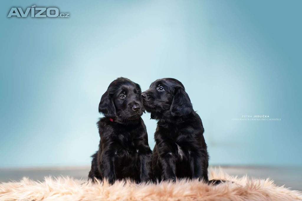 Na prodej štěňátka Flat Coated Retrievera s PP