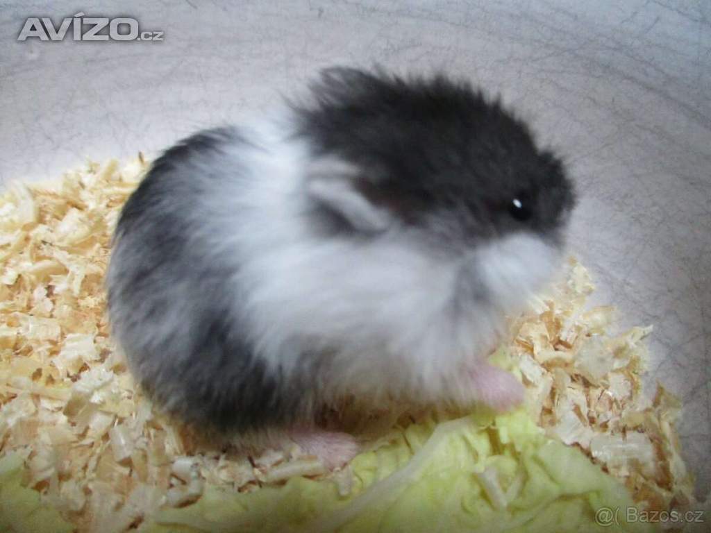 Vymazlený křečík džungarský