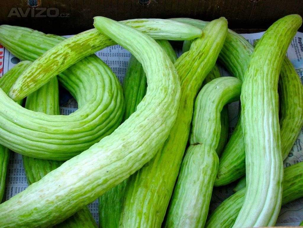 Okurka Tortarello Verde Barese - Arménská okurka - semena