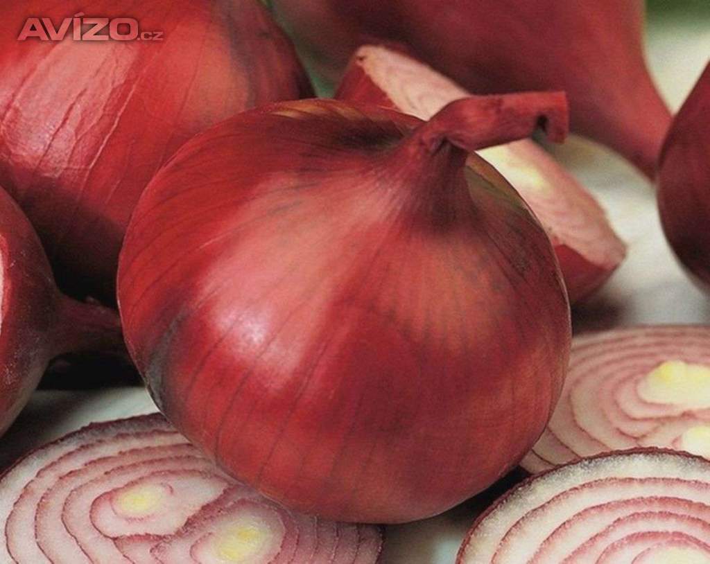 Cibule Wenta - semena
