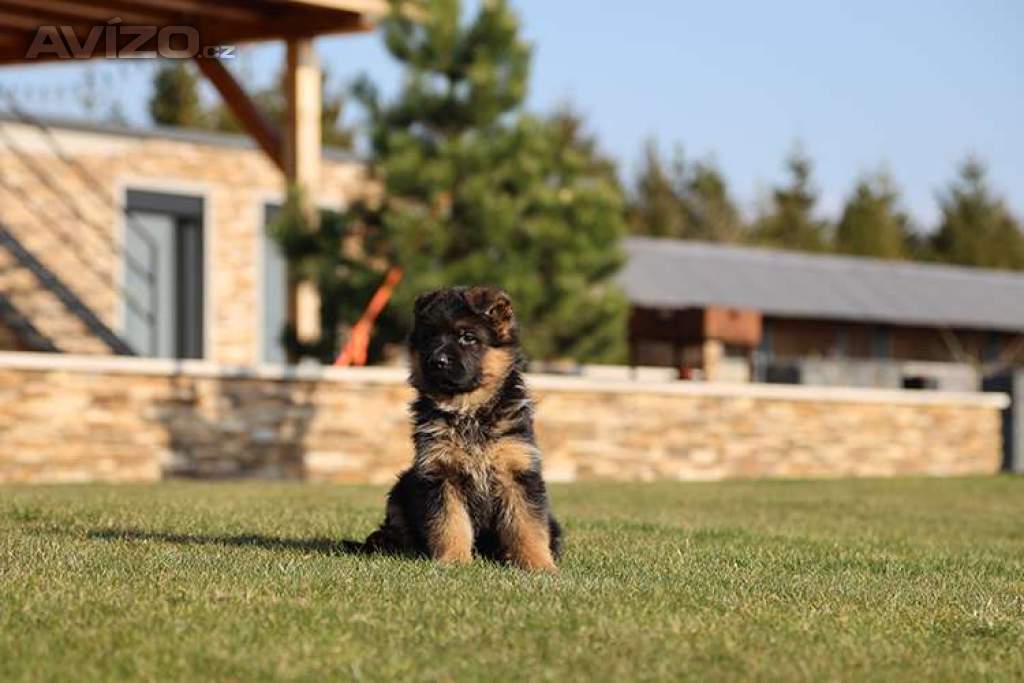 Foto inzerátu Štěňata německého ovčáka
