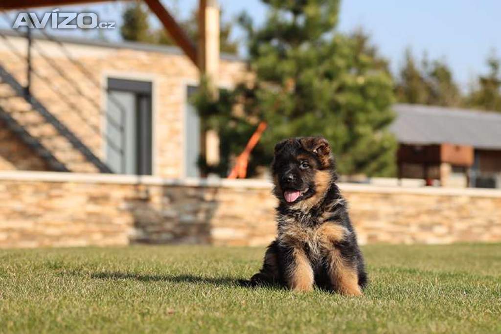 Foto inzerátu Štěňata německého ovčáka