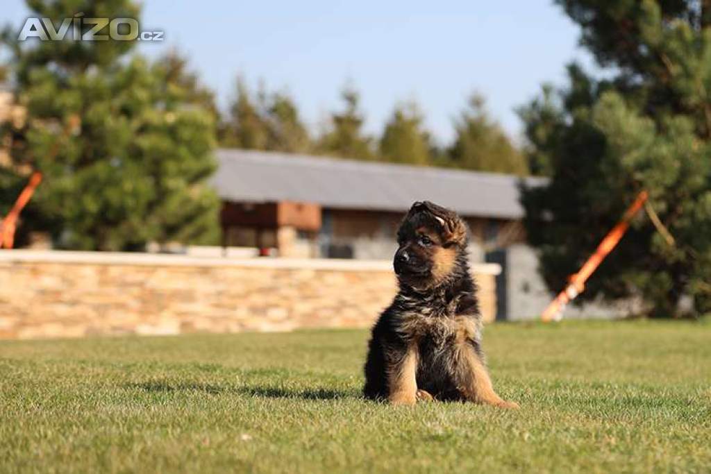 Foto inzerátu Štěňata německého ovčáka