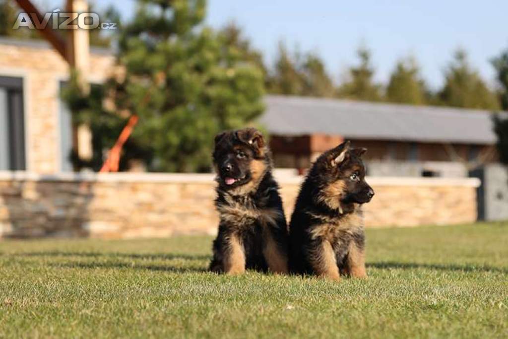 Foto inzerátu Štěňata německého ovčáka