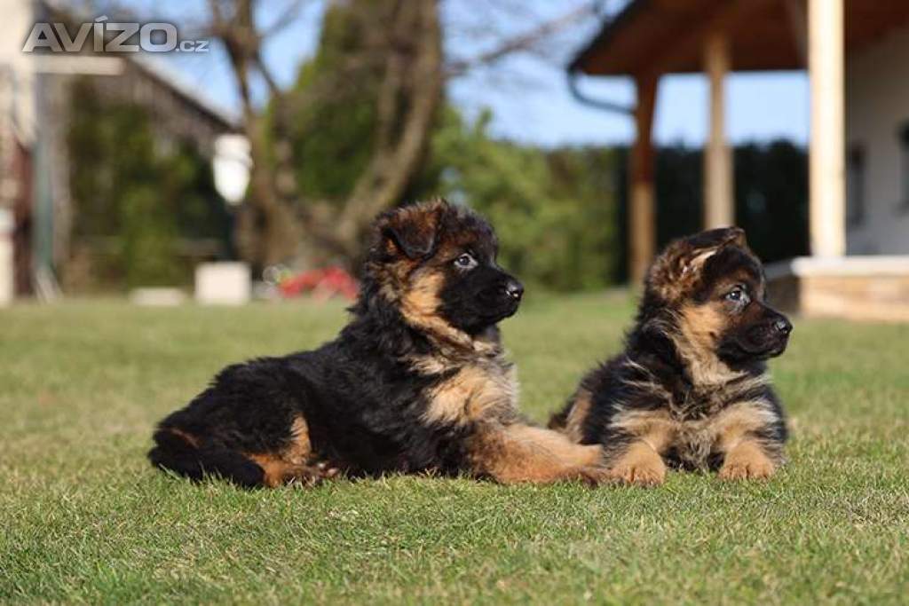 Foto inzerátu Štěňata německého ovčáka