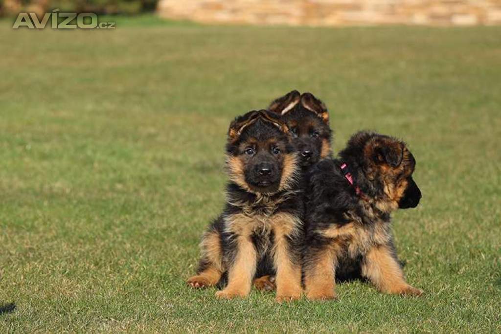 Foto inzerátu Štěňata německého ovčáka