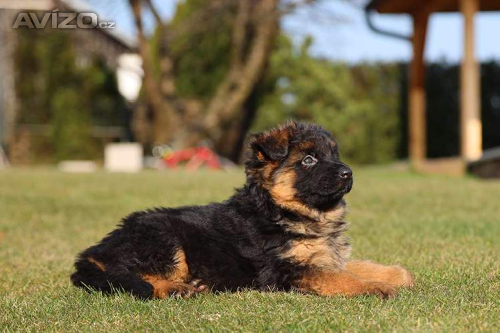 Foto inzerátu Štěňata německého ovčáka