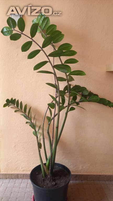 Zamioculcas 
