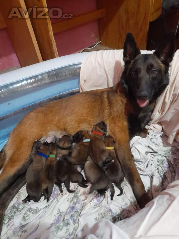 Prodám BO Malinois PP