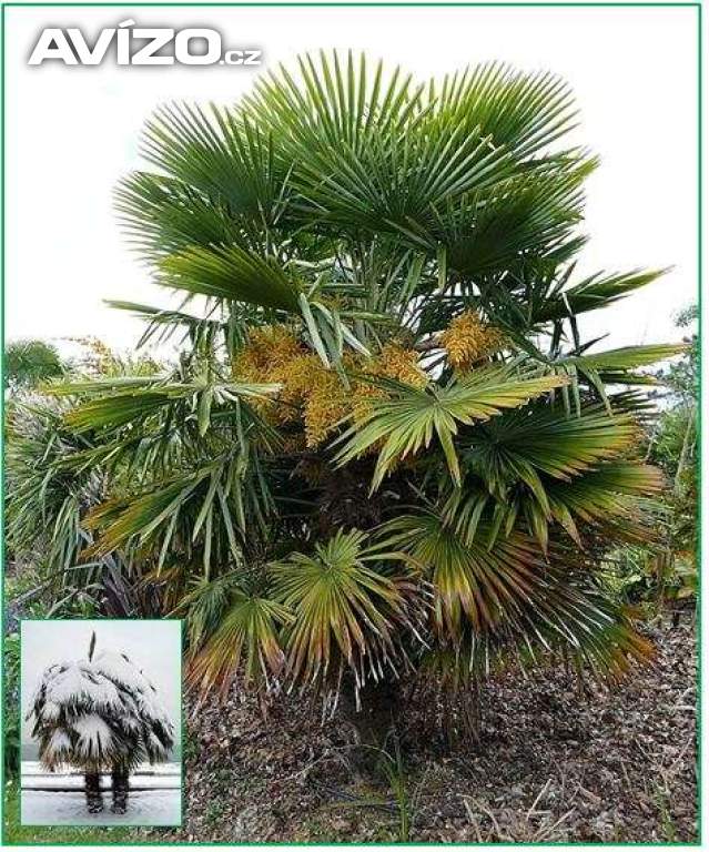 sazenice palmaTrachycarpus Fortunei 1-2 první listy