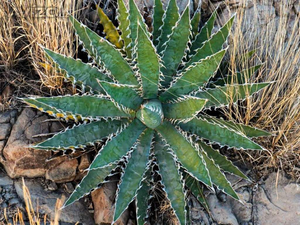 Sazenice Agave xylonacantha Blue