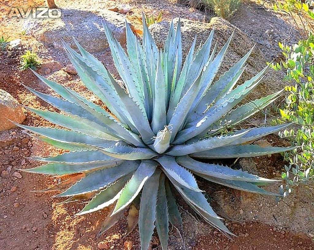 Sazenice Agave chrysantha Golden Flowered