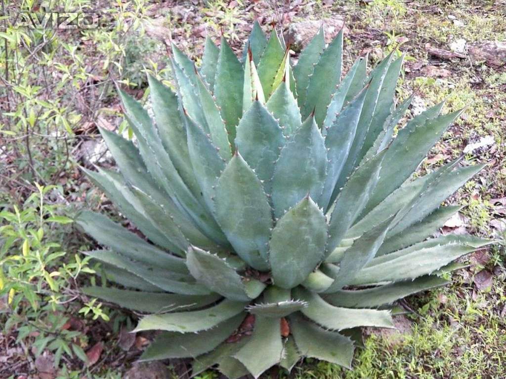 Sazenice Agave maximiliana
