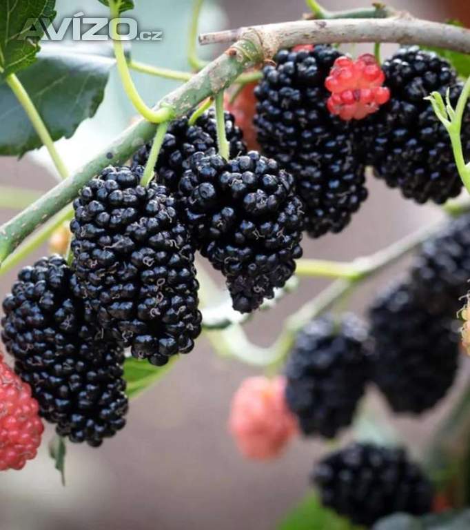 Moruše, Mojo Berry (rostliny) 