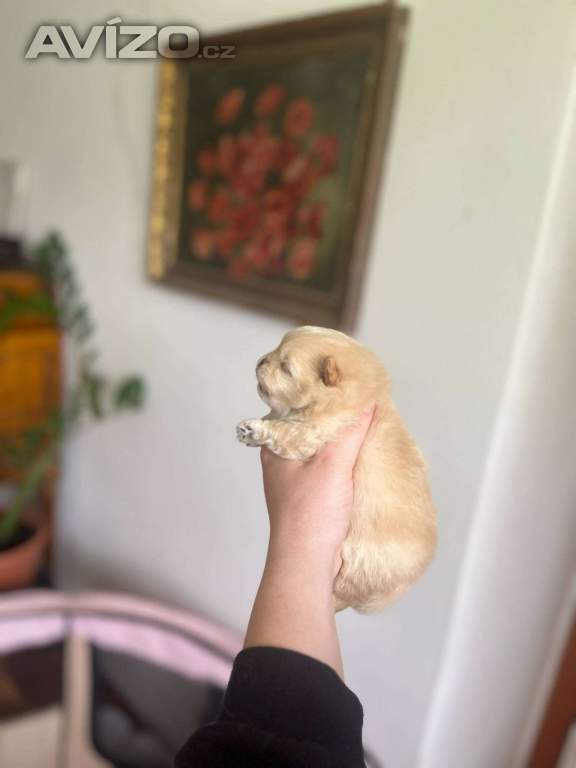 Pomeranian