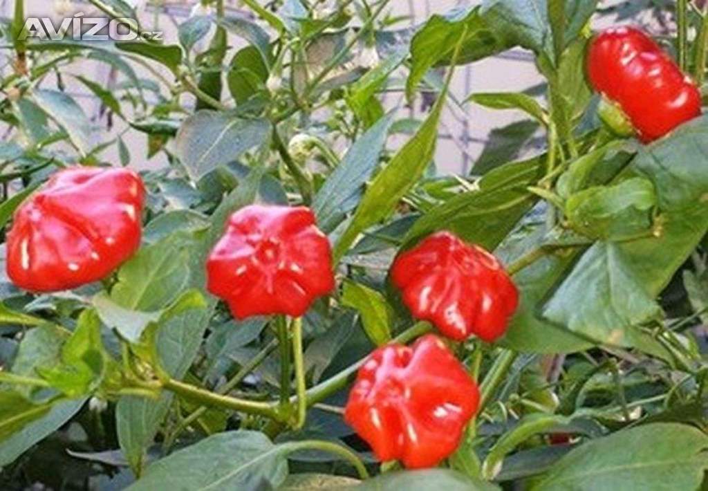 Sazenice Chilli Brazilian Starfish