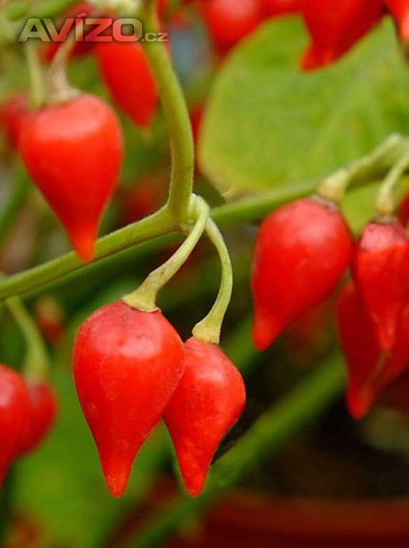 Sazenice Chilli Chupetinho red