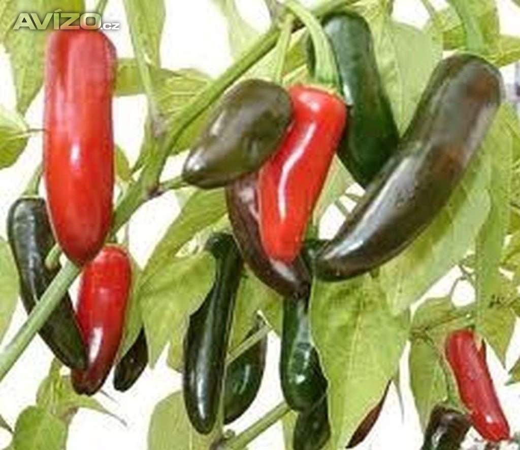 Sazenice Chilli Jalapeňo Tam Vera Cruz