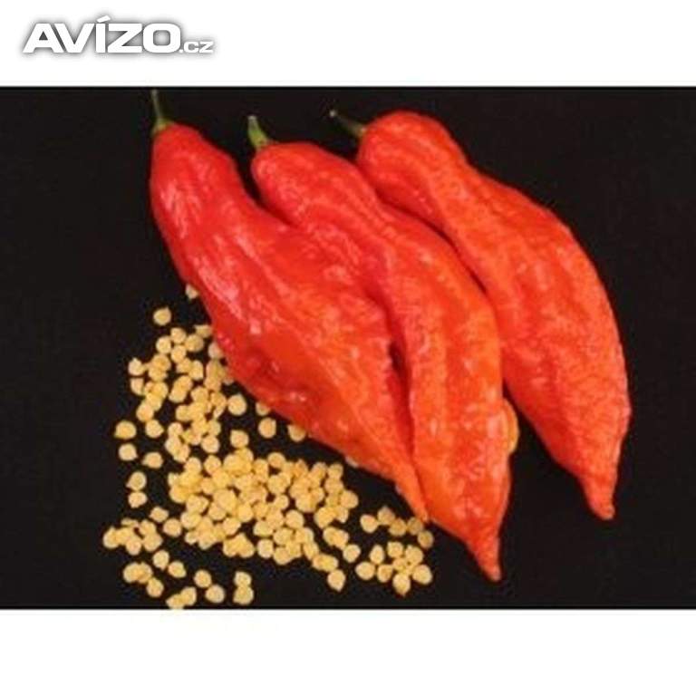 Sazenice Chilli Jolokia bhut red