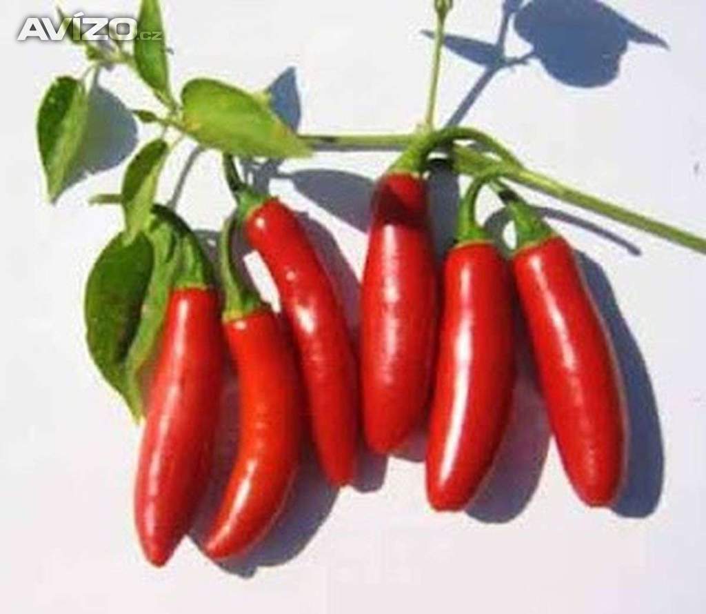 Sazenice Chilli Serrano Tampiqueno