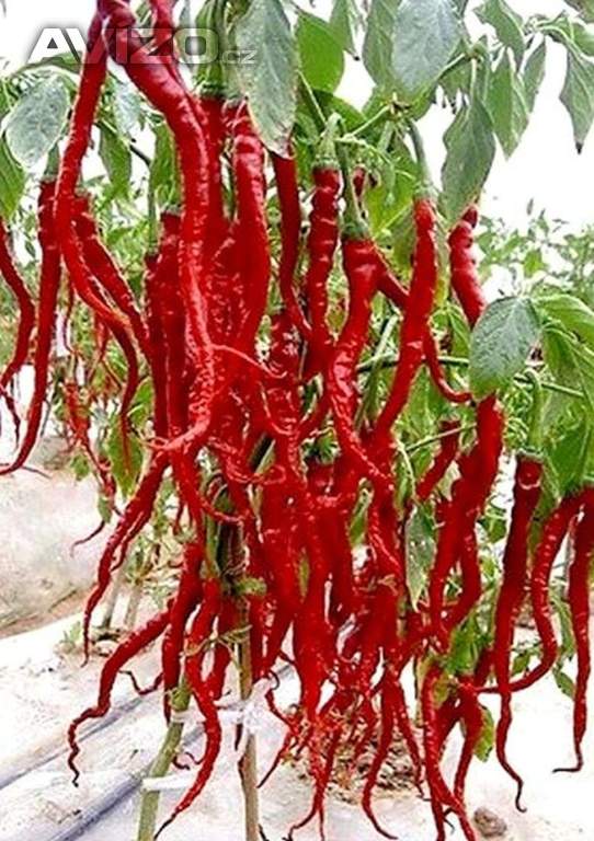Sazenice Chilli Thunder Mountain Longhorn