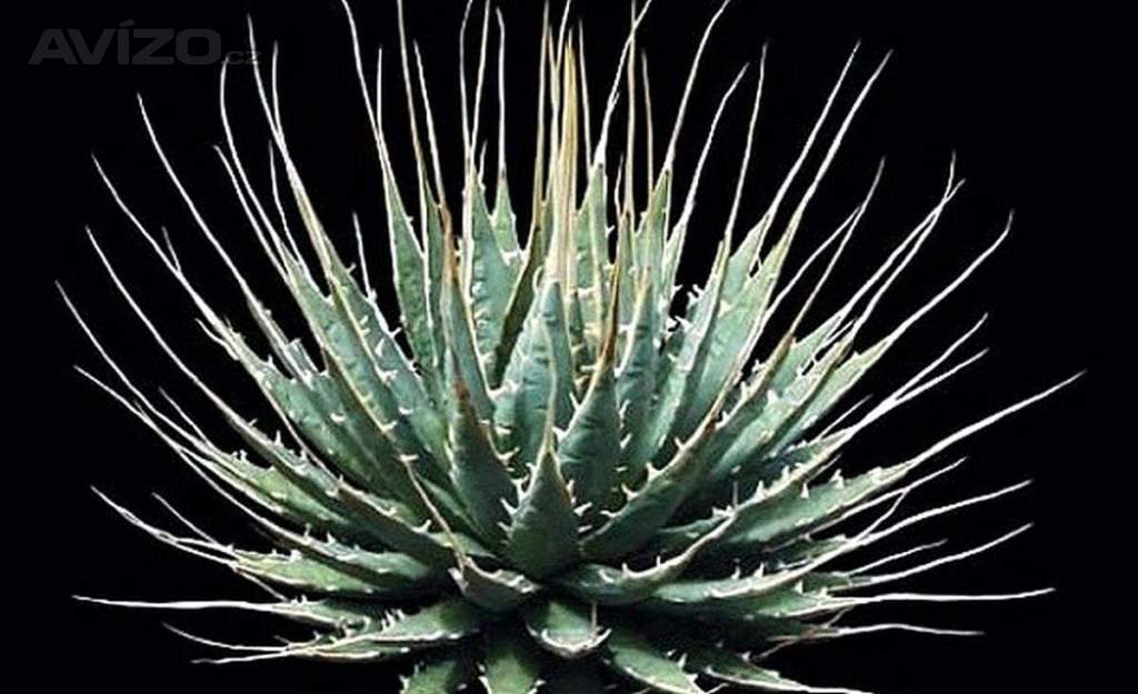 Sazenice Agave Utahensis