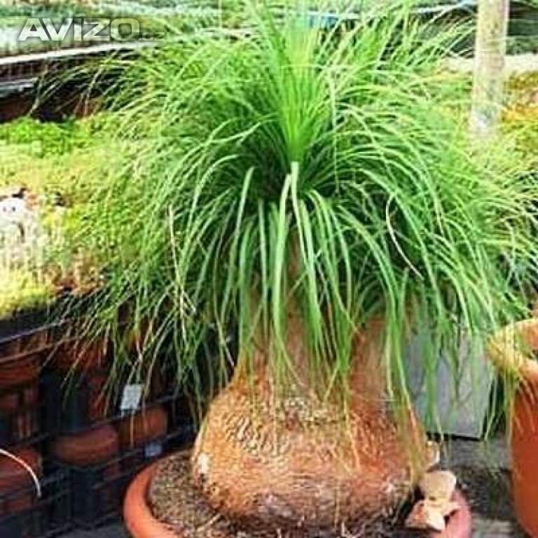 Sazenice Sloní noha-beaucarnea guatemalensis