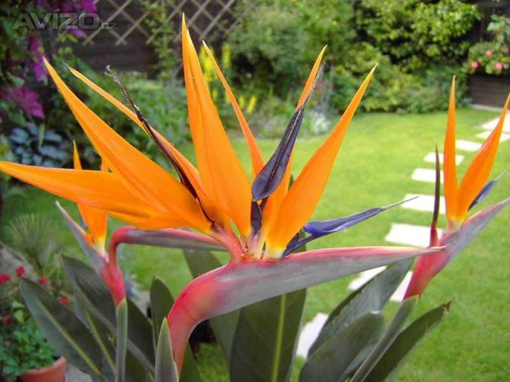Sazenice Strelitzia reginae