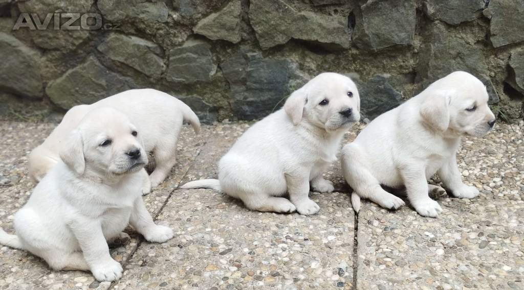 Labrador smetanová štěňátka s PP fenka ihned k odběru 