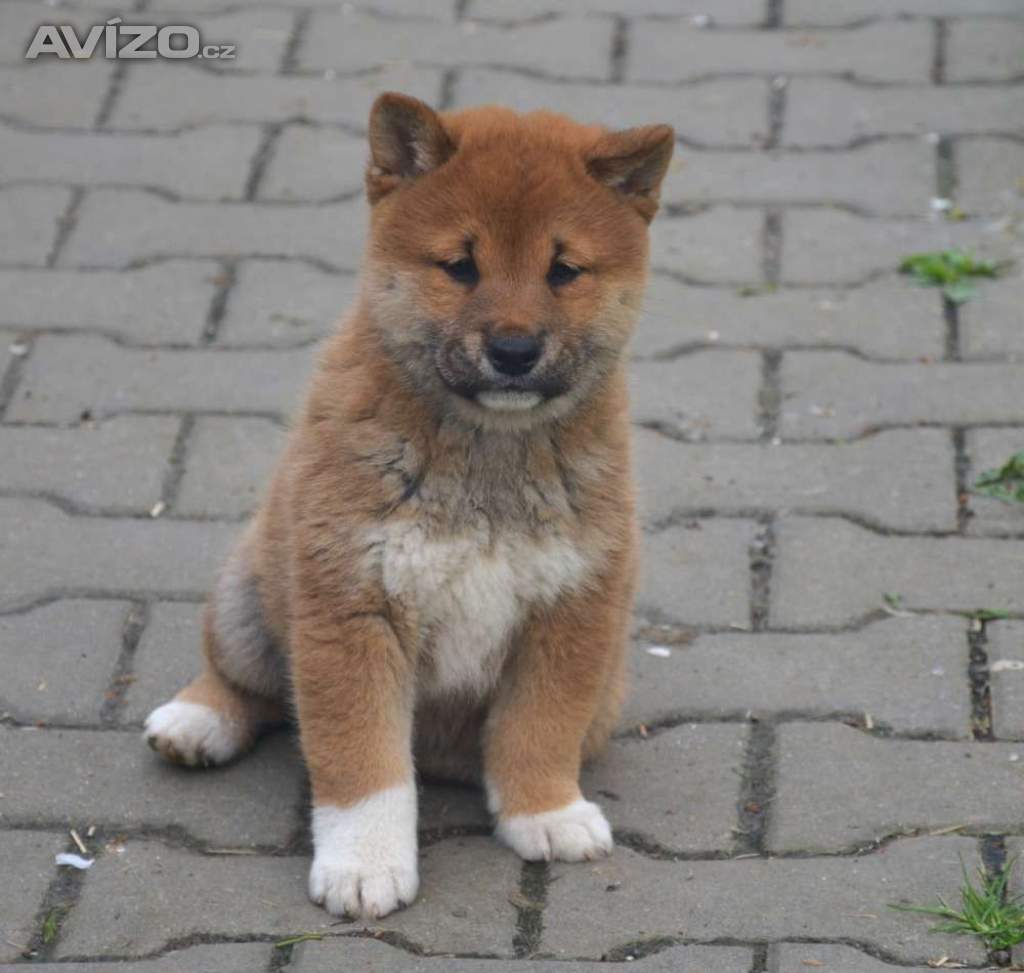 Shiba inu s průkazem původu 