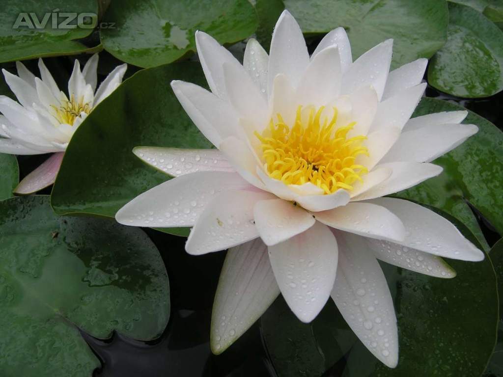 Leknín bílý (Nymphaea alba)