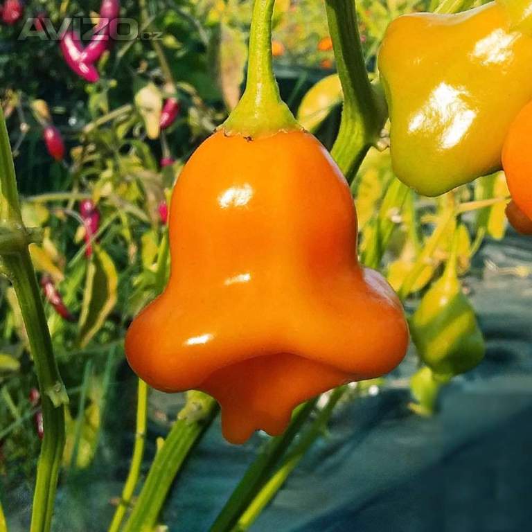 Sazenice Chilli Aji Fantasy Orange