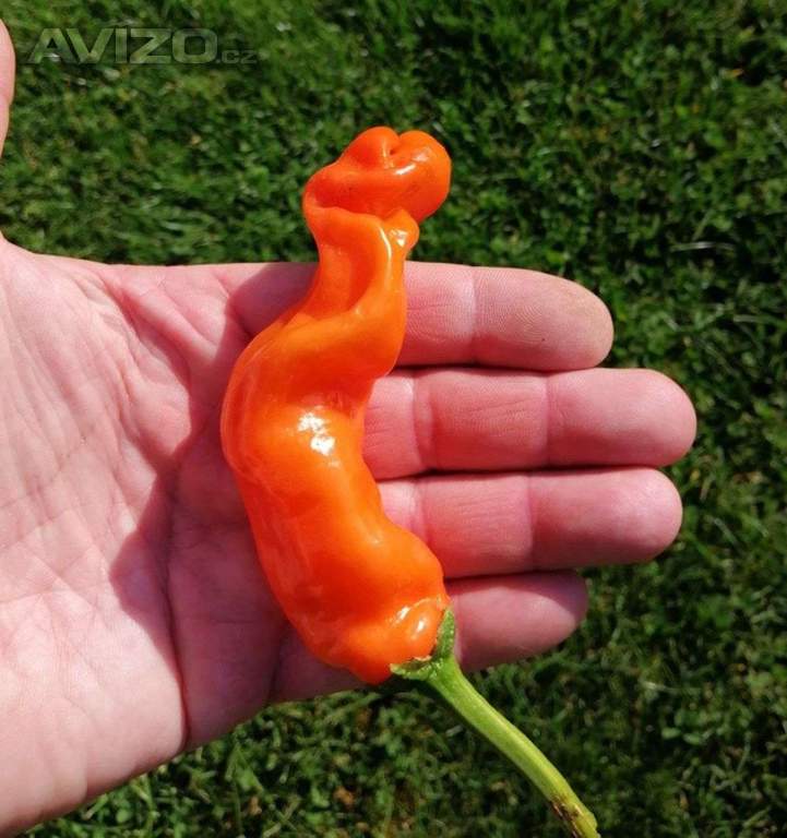 Sazenice Chilli Peter Orange