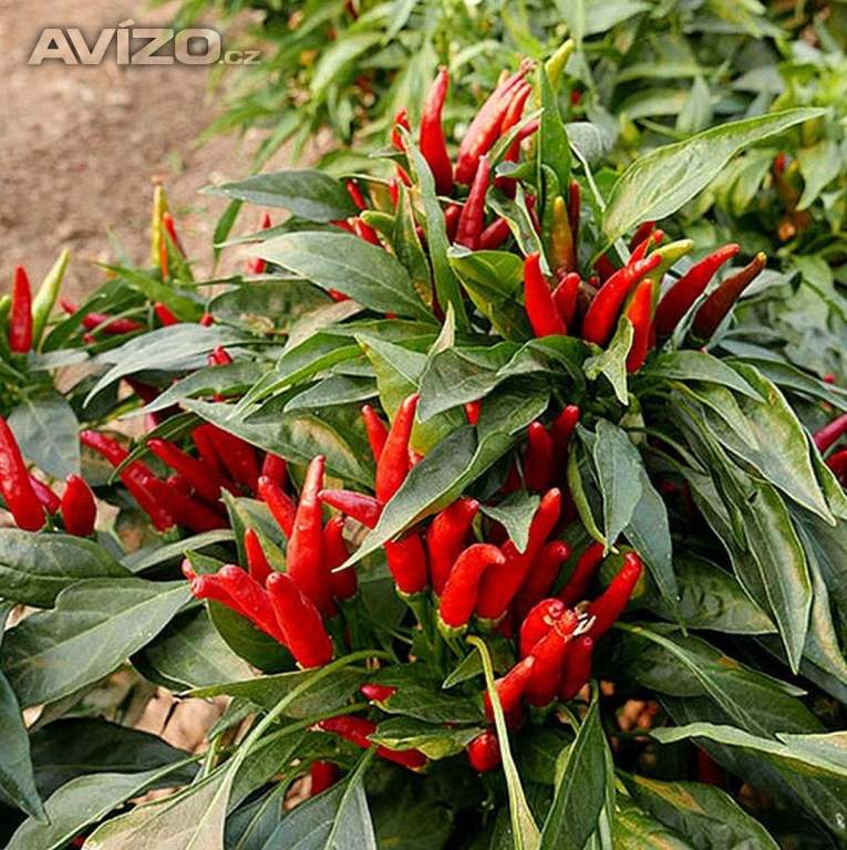 Sazenice Chilli Thai culinary