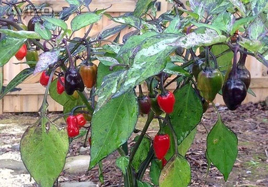 Sazenice Chilli Variegata
