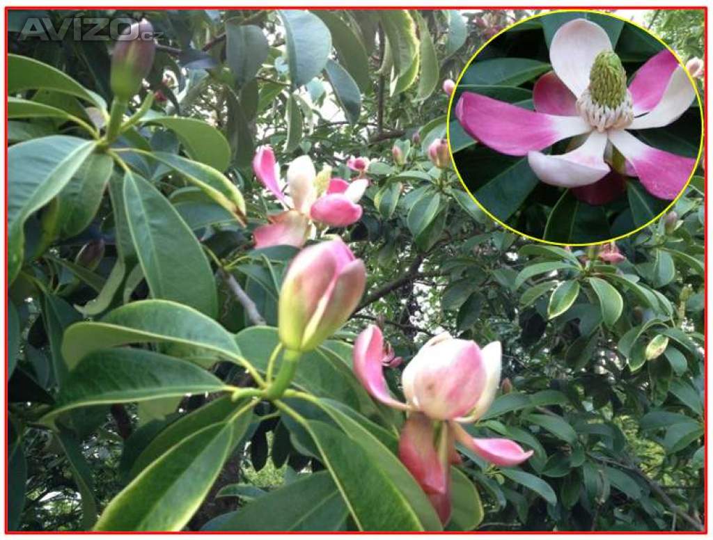 Manglietia Insignis - SEMENA