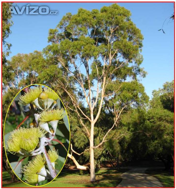 sazenice Eucalyptus citriodora