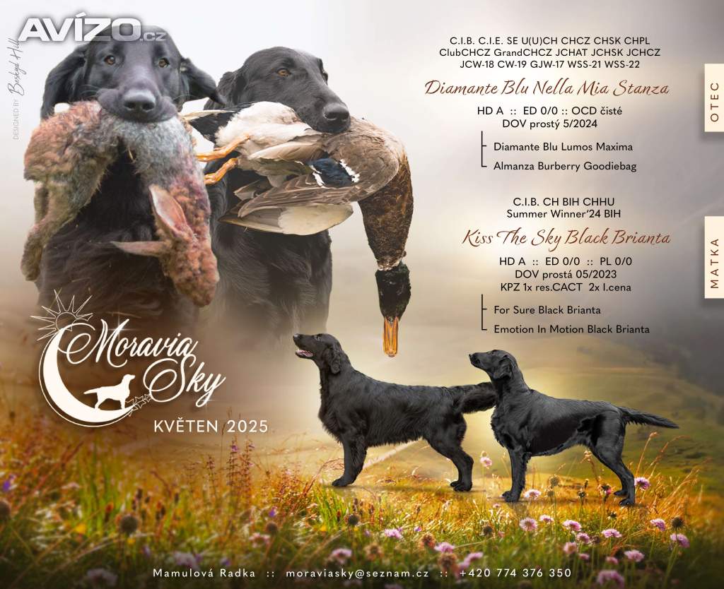 Flat Coated Retriever - štěňátka